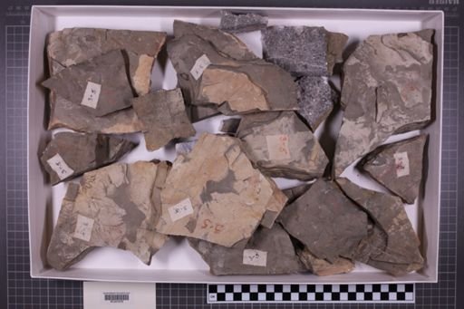 mixed taxa, stratigraphic collection