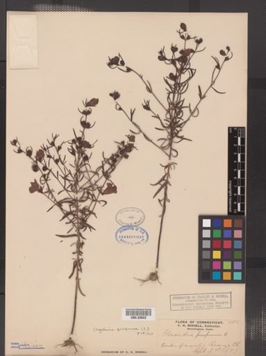 Agalinis purpurea