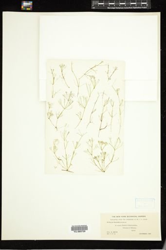 Nitella pulchella