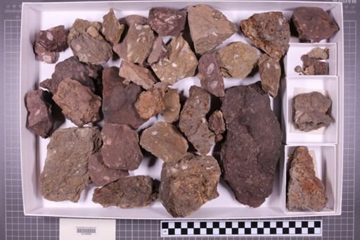 mixed taxa, stratigraphic collection