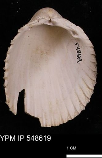 Trachycardium emmonsi