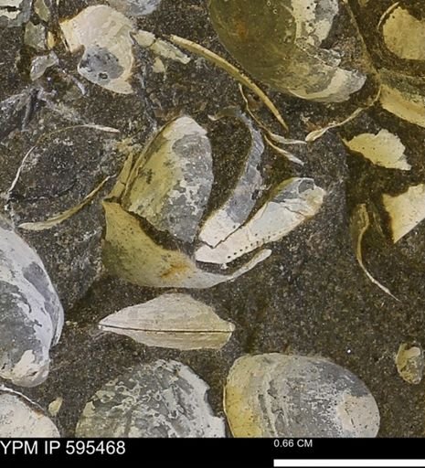 Protocardia sp.