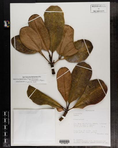 Plantae