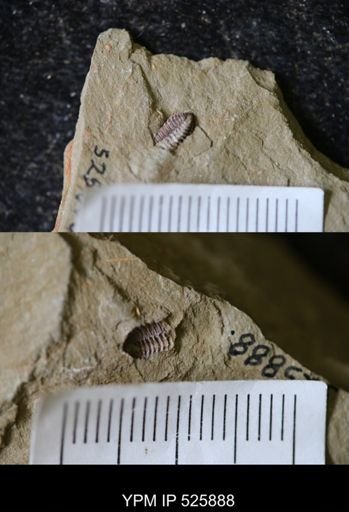 undet. Phacopida