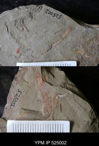 undet. Graptolithina