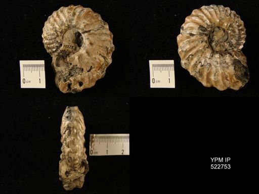 Dimorphoplites tethydis