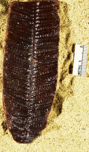 Pecopteris miltoni