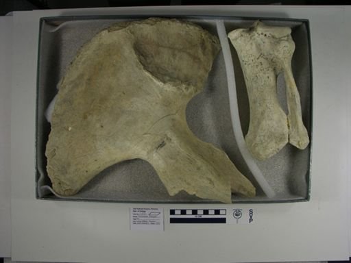 Teleoceras fossiger