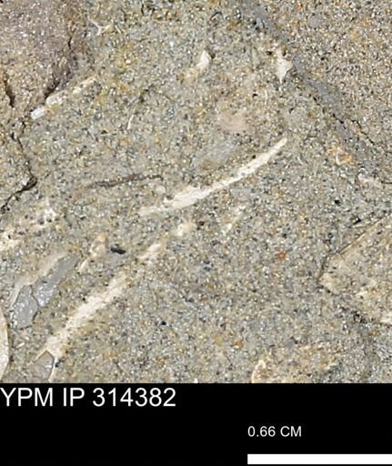 undet. Scaphopoda