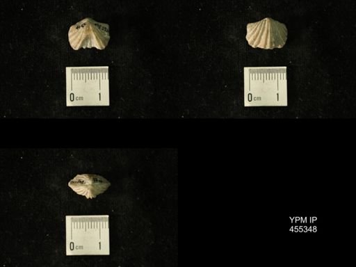 Platystrophia biforata