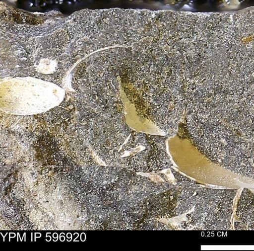undet. Bivalvia