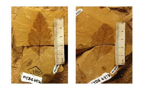 Alnus relata