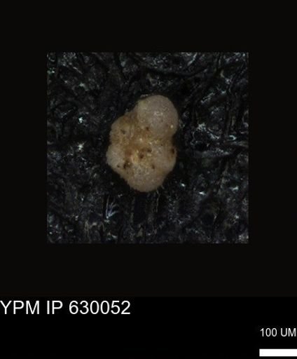 undet. Foraminiferida