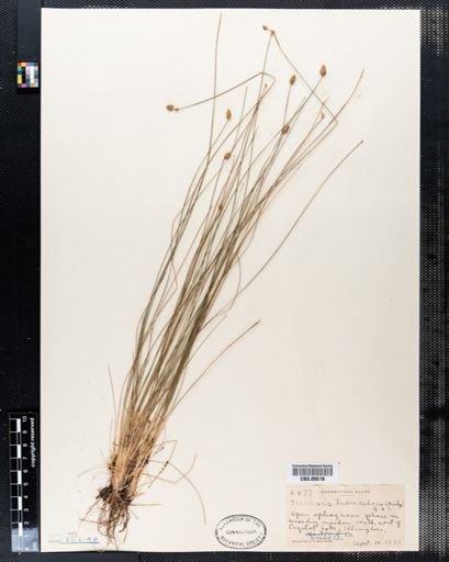 Eleocharis tuberculosa
