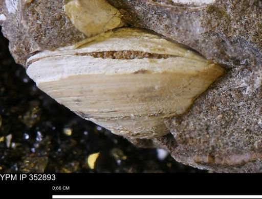 undet. Bivalvia