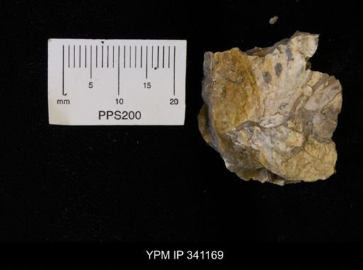 Inoceramus sp.
