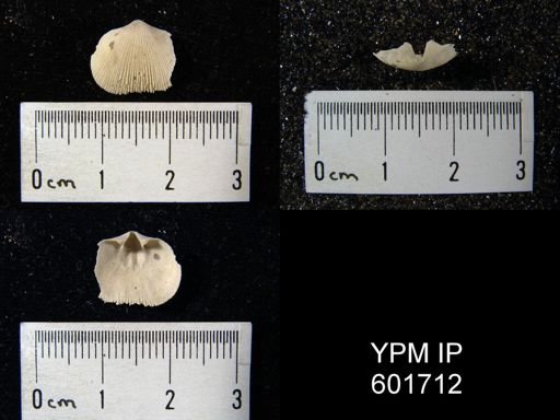 Doleroides sp.