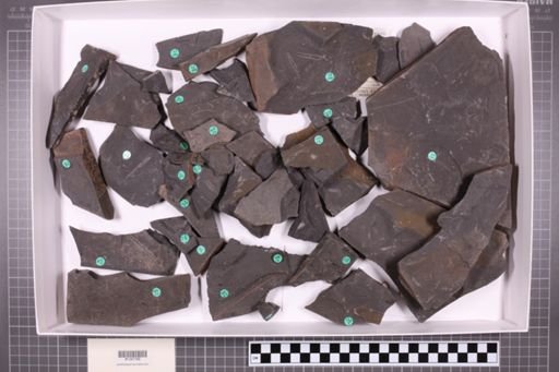 mixed taxa, stratigraphic collection