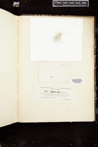 Amphiroa rigida