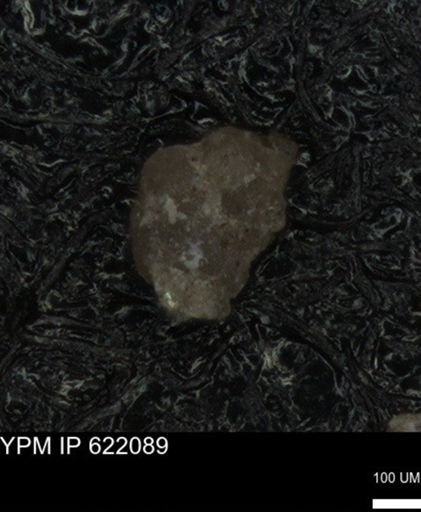 undet. Foraminiferida