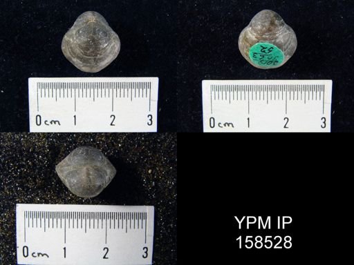 Hindella umbonata