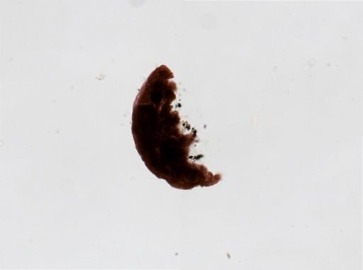 Dactylobiotus