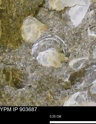 Corbulamella sp.