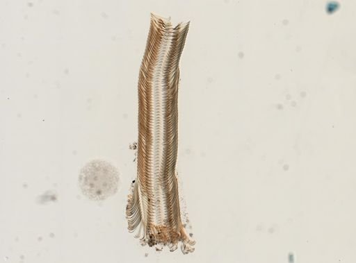 Elimia virginica
