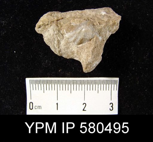 undet. Delthyridoidea