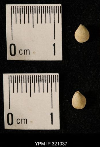 Dielasma elongatum