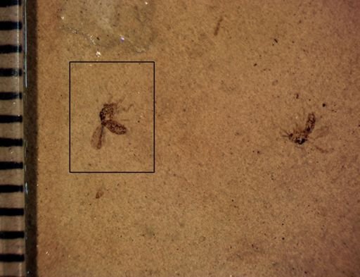 undet. Diptera