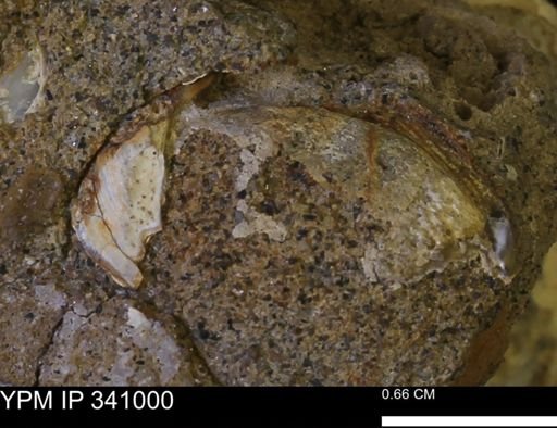 Corbicula sp.