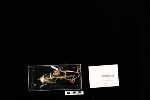 Sceloporus