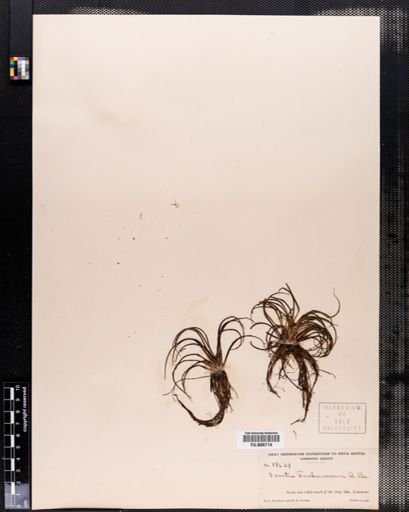 Isoetes tuckermanii
