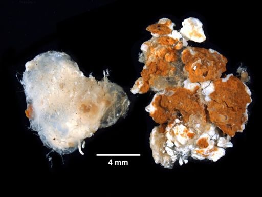 Distoma clarum