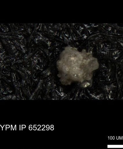 undet. Foraminiferida