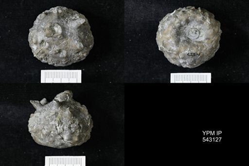 Megistocrinus rugosus?