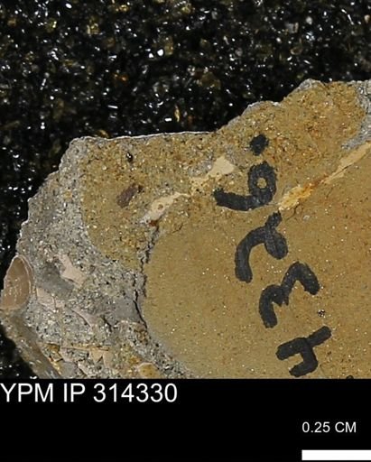 undet. Scaphopoda