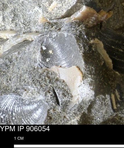 Limopsis striatopunctatus