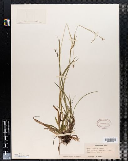 Carex arctata