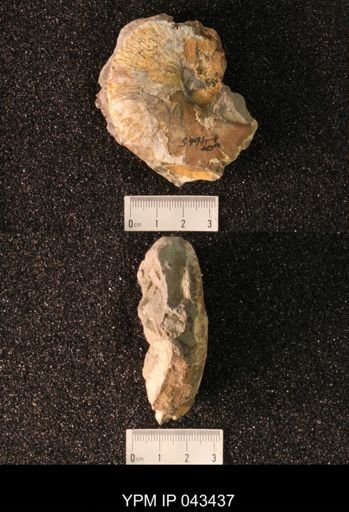 Hoploscaphites nicolletii