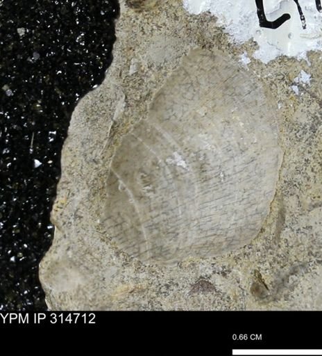 Crenella elegantula