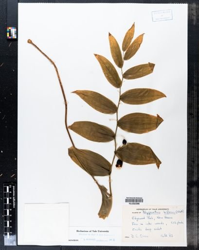 Polygonatum pubescens