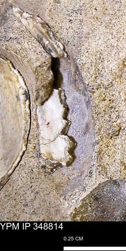 undet. Bivalvia