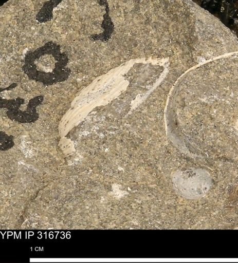 undet. Bivalvia