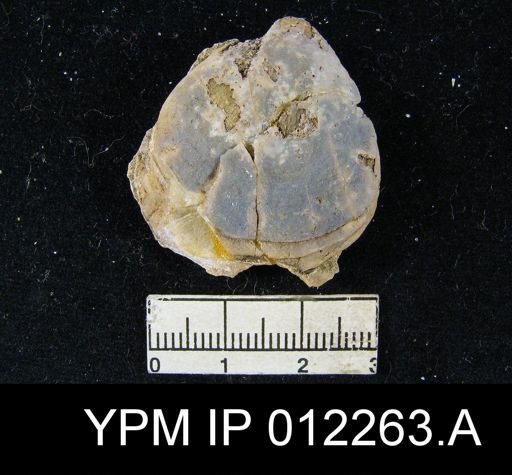 Composita emarginata affinis