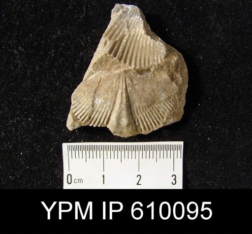 Spirifer audacula