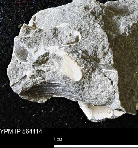 Limopsis striatopunctatus