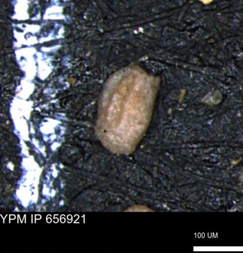 Miliammina inflata