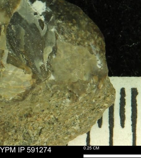 Tenuipteria fibrosa